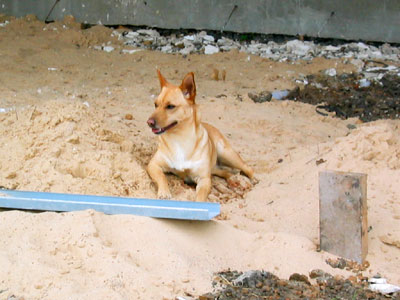 Fawn-in-Sand.jpg