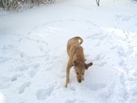 dog in snow