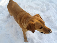 dog in snow