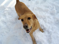 dog in snow