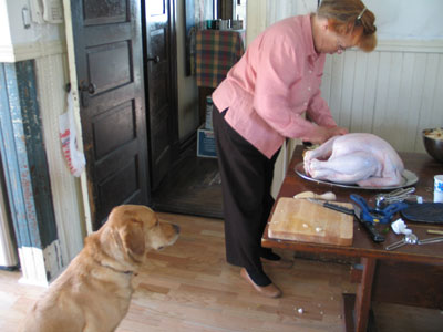 Dog staring at Thanksgiving Turkey