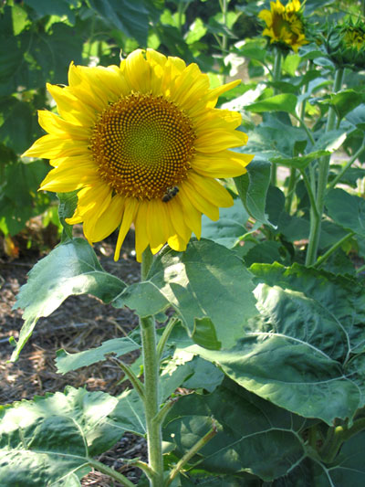 first_sunflower.jpg